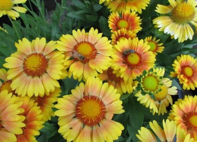 ���������: ����� ������ ��� ������ ����, ������� �� ������� ������