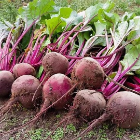 Топ-сорта свеклы для осеннего посева: секреты успешного урожая