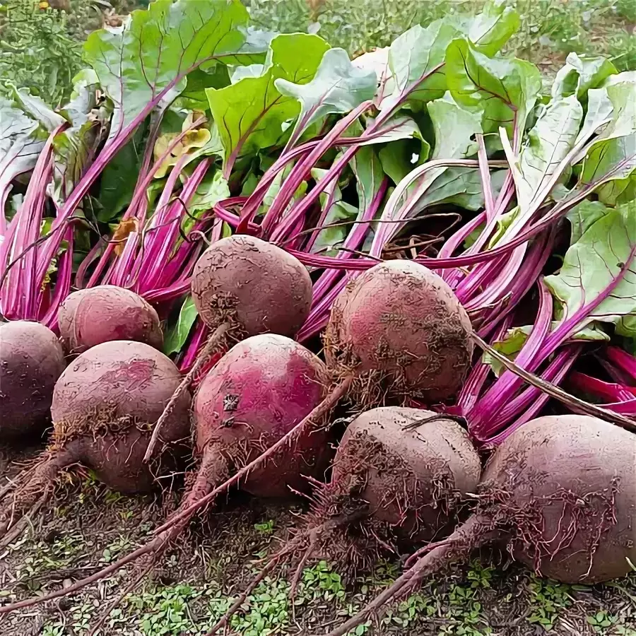 Топ-сорта свеклы для осеннего посева: секреты успешного урожая