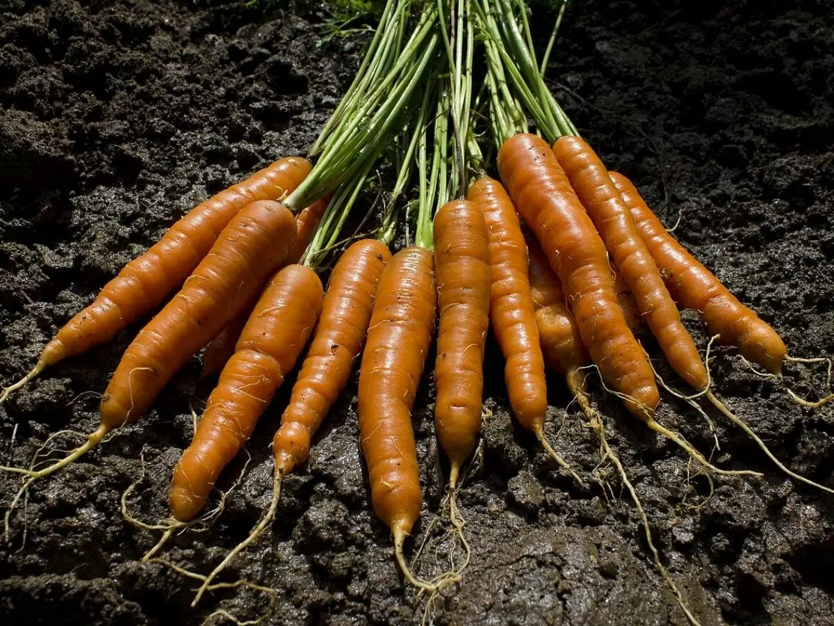 Секреты успешного посева моркови: почему методы из бабушкиного сада все еще актуальны