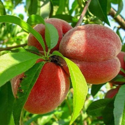 ��������� ������: ��� ��� ��������� ������� ������