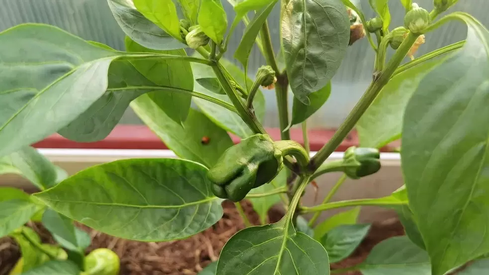 Секреты успешного выращивания перцев: как сохранить урожай в жару