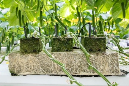 ����� ��������� � ����������� ���������