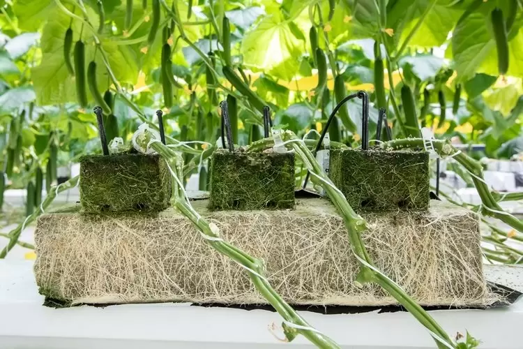 Новые горизонты в гидропонной агрономии