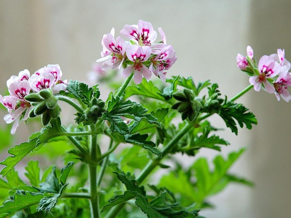 ��� ��������� �� �������: ������� ������� �������� � ����������� �����