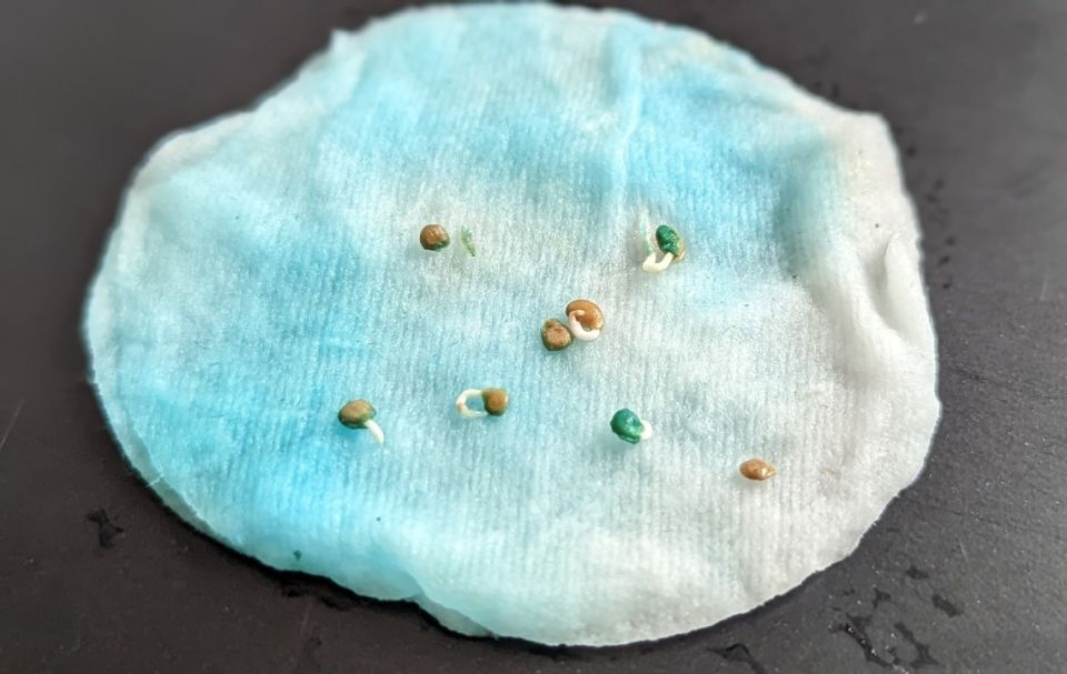 ������� �������� �������: ��� ������ ����� ������ ����� �������