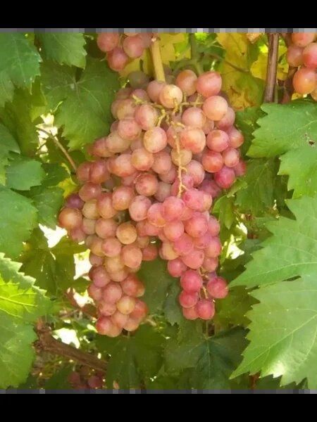 ������ �������: ������� �������� � ��������� ������ ��� ������� ��������