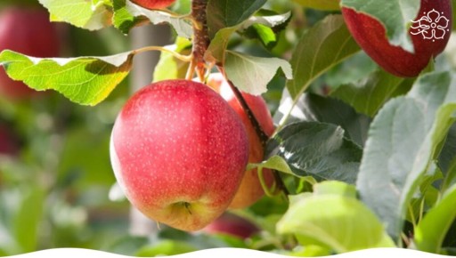 ������ ����� ����� ��� ������� ��������: ��� ������� ���������