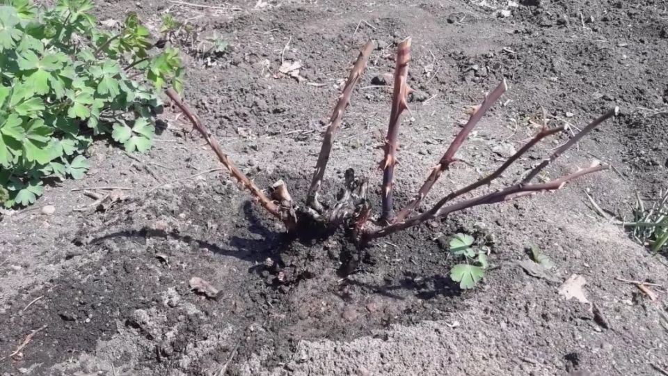 ��� ������ ��������� ����: ����������� ����� � �����������