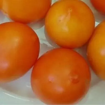 Томат Пан Томат: как выбрать урожайный сорт для вашего огорода