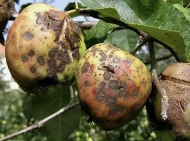 Народные методы борьбы с паршой на яблонях: эффективные и безопасные рецепты