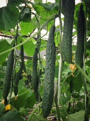 ���������� �����: ������������ ������ ��� ������ �����