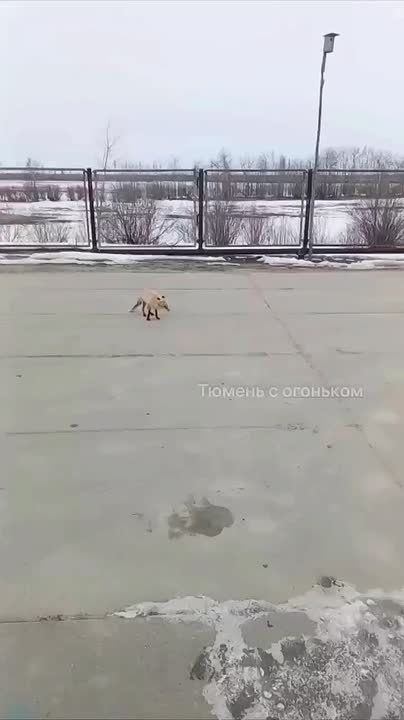 ������ ������� �������� ���� �� ����������