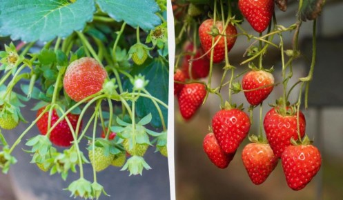 ��� ��������� �������� � ��������: ������� ��� �������