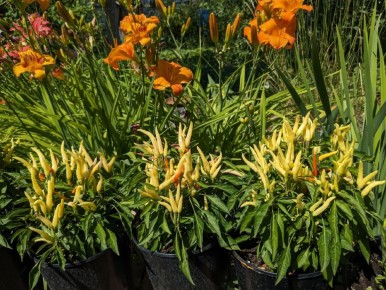 ������� �������� ���������: ����� � ����� � ����� ����