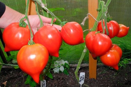 ������ ����� ����: ��� ��������� ��������� ����� � ���������� ������