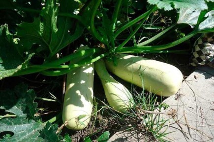 ������� ����: ������� �������� ������ � �������� �����