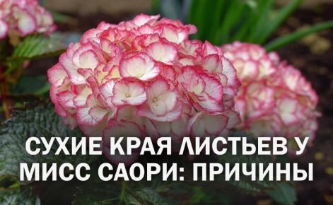 ������ ������ ���� ������� � ��������� ������������� ���� �����: ��������� ������ � �����
