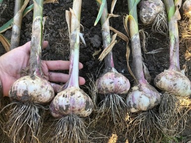 ���� ������� ������� � ��������� ����