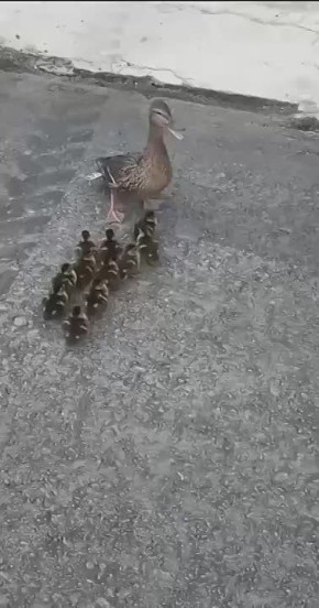 ������ ������ ����� ����. � ������ ������������� ������� ����-���� � 11 ������� �����������, ���������� ������