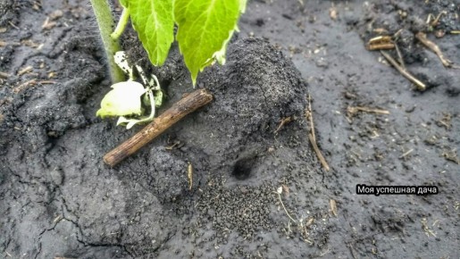 ��� ���������� ���������� �� �������� � �������: ����������� ������