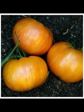 ��������� ����: ��������� ����� ��� ������ �������