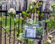 30 кустов аронии посадили в парке Победы
