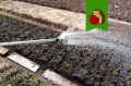Как эффективно поливать огород холодной водой, не вредя растениям