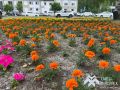 Более 270 тысяч цветов высадили в этом году в Ханты-Мансийске