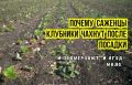 Три распространенных ошибки при посадке клубники осенью, которые могут обернуться неудачей