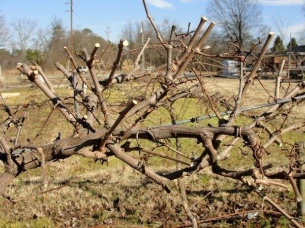 Как осенняя обрезка винограда поможет вашему урожаю: советы для начинающих