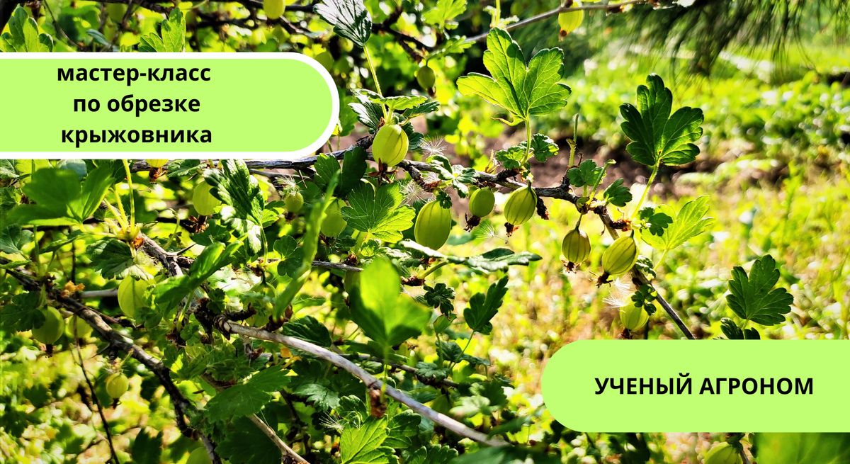 Эффективная осенняя обрезка крыжовника: как правильно ухаживать за кустами