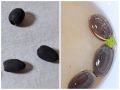 Необычные цветы в аквариуме: Как лотосы покоряют домашние водоемы