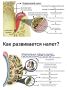 Почему налёт на зубах появляется с разной интенсивностью?