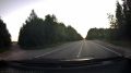 Медведь бродит на трассе Стрежевой-Нижневартовск