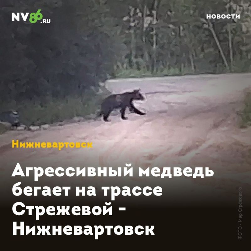 Агрессивный медведь бегает на трассе Стрежевой - Нижневартовск