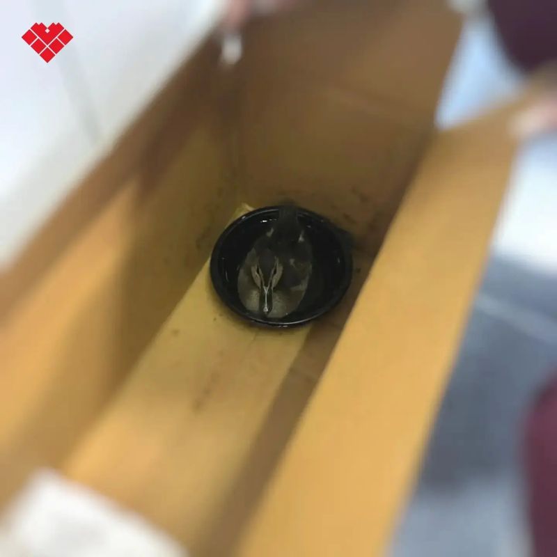 Утенок прибежал в детскую поликлинику и нашел там помощь! Утенок прибежал в детскую поликлинику и нашел там помощь!