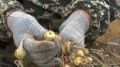 Как советские агрономы могут спасти урожай лука: эксперимент из прошлого