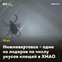 Нижневартовск - один из лидеров по числу укусов клещей в ХМАО