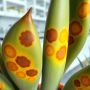 Симптомы на листьях суккулентов: что они могут рассказать?