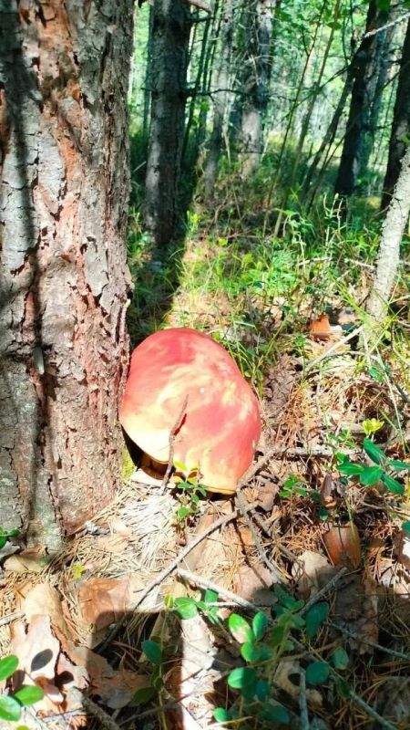 Сургутяне делятся первыми грибными уловами Сургутяне делятся первыми грибными уловами