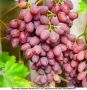 Виноград Ассоль: ранний урожай с розовыми ягодами и уникальным вкусом