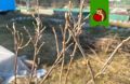 Как избежать ошибок при обработке кустов кипятком: практические советы для садоводов