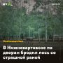 В Нижневартовске по дворам бродил лось со страшной раной