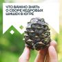 Летом леса Югры дарят нам ягоды, грибы и, конечно, кедровые орехи