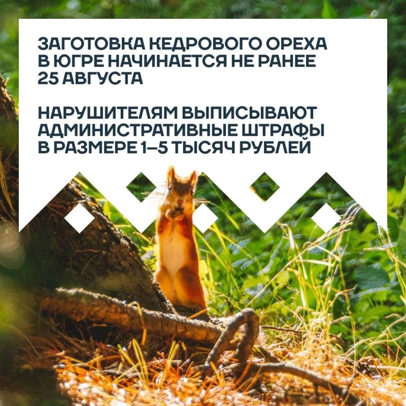 Летом леса Югры дарят нам ягоды, грибы и, конечно, кедровые орехи Летом леса Югры дарят нам ягоды, грибы и, конечно, кедровые орехи