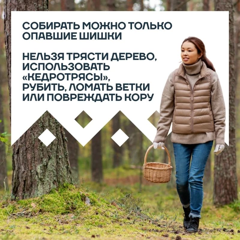 Лесные дары Ханты-Мансийска Лесные дары Ханты-Мансийска