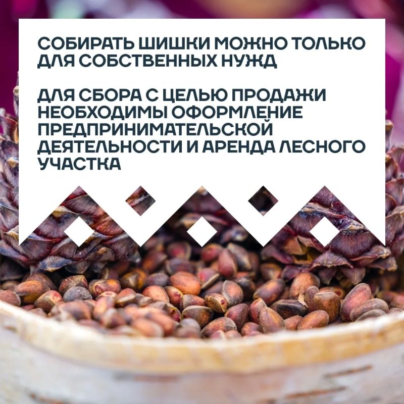 Лесные дары Ханты-Мансийска Лесные дары Ханты-Мансийска