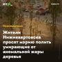 Жители Нижневартовска просят мэрию полить умирающие от аномальной жары деревья