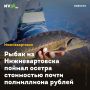 Рыбак из Нижневартовска поймал осетра стоимостью почти полмиллиона рублей